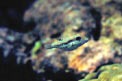 Cantigaster di Bennett (Canthigaster bennetti)