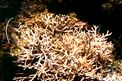 Alga calcarea (Jania rubens)