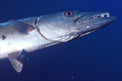 Barracuda (Sphyraena barracuda)