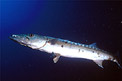 Barracuda (Sphyraena barracuda)