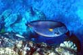 Pesce chirurgo (Acanthurus sohal)