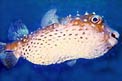 Pesce istrice (Diodon holocanthus)