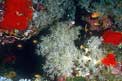Corallo cuoio (Heteroxenia fuscescens)