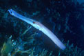 Pesce trombetta (Aulostomus chinensis)
