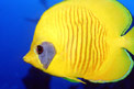 Pesce farfalla semimascherato (Chaetodon semilarvatus)
