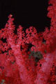 Alcionario rosa (Dendronephthya hemprichi)