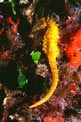 Cavalluccio marino (Hippocampus guttulatus)