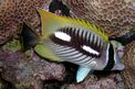 Pesce farfalla (Chaetodon trifascialis)