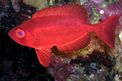 Pesce occhio grosso (Priacanthus hamrur)