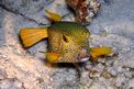 Pesce scatola cubo (Ostracion cubicus)
