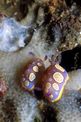 Cromodoride a pois gialli (Chromodoris luteorosa)