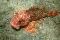 Scorfanotto (Scorpaena notata)