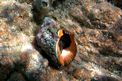Boccone di mare (Stramonita haemastoma)
