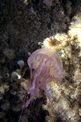 Medusa luminosa (Pelagia noctiluca)
