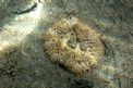 Attinia calice (Cereus pedunculatus)