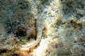 Bavosa sanguigna (Blennius sanguinolentus)