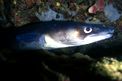 Grongo (Conger conger)