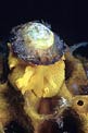Tylodina perversa (Tylodina perversa)