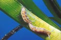 Doride di villafranca (Hypselodoris villafranca)