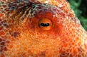 Polpo comune (Octopus vulgaris)