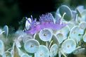 Flabellina rosa (Flabellina affinis)