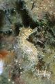 Cavalluccio marino (Hippocampus guttulatus)