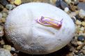 Cromodoride di Brito (Chromodoris britoi)