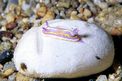 Cromodoride di Brito (Chromodoris britoi)