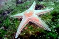 Stella pettine maggiore (Astropecten aranciacus)