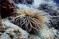 Anemone (Anemonia sulcata)