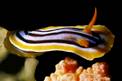 Nudibranchio pigiama (Chromodoris quadricolor)