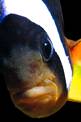 Pesce pagliaccio (Amphiprion bicinctus)