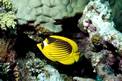 Pesce farfalla fasciato (Chaetodon fasciatus)