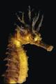 Cavalluccio marino (Hippocampus guttulatus)