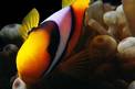 Pesce pagliaccio (Amphiprion bicinctus)