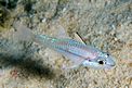 Pesce cardinale (Apogon exostigma)