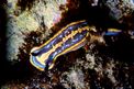 Doride di Fontandrau (Hypselodoris fontandraui)