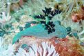 Nembrotha di Miller (Nembrotha milleri)