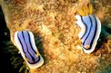 Chromodoris (Chromodoris lochi)