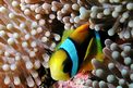 Pesce pagliaccio (Amphiprion bicinctus)