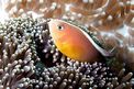 Pesce pagliaccio arancione (Amphiprion sandaracinos)