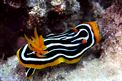 Nudibranchio pigiama (Chromodoris quadricolor)