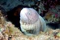 Murena grigia (Siderea grisea)