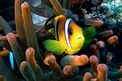 Pesce pagliaccio (Amphiprion bicintus)