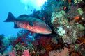 Cernia dei coralli del Mar rosso (Plectropomus pessuliferus marisrubri)