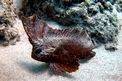 Pesce foglia (Ablabys taenianotus)