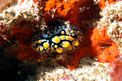 Nudibranco (Phyllidia exquisita)