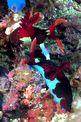 Nembrotha di Chamberlain (Nembrotha chamberlaini)