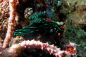 Nembrotha (Nembrotha kubaryana)