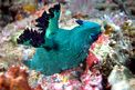 Nembrotha di Miller (Nembrotha milleri)